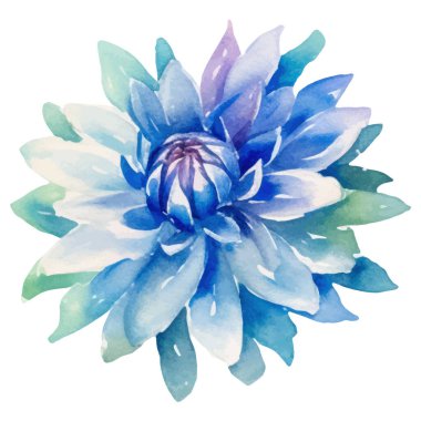 Suluboya yıldız çiçeği boyadı. El çizimi tasarım ögesi beyaz arkaplanda izole edildi.