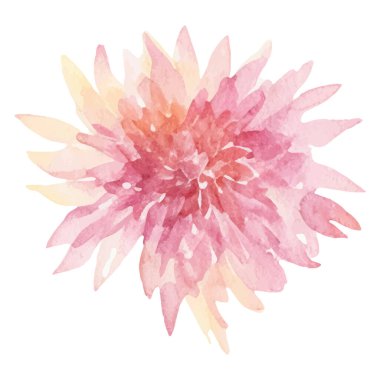 Suluboya yıldız çiçeği boyadı. El çizimi tasarım ögesi beyaz arkaplanda izole edildi.