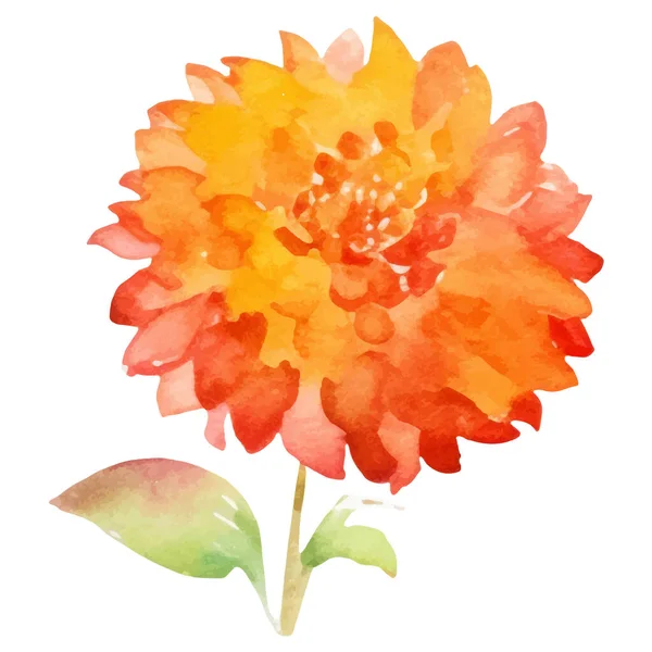 Suluboya Yıldız Çiçeği Boyadı Çizimi Tasarım Ögesi Beyaz Arkaplanda Izole — Stok Vektör