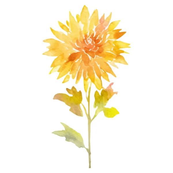 Akvarell Malt Dahlia Blomst Håndtegnet Designelement Isolert Hvit Bakgrunn – stockvektor