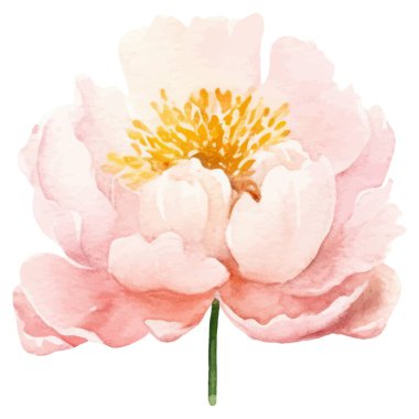 Suluboya şakayık çiçeği. El çizimi tasarım ögesi beyaz arkaplanda izole edildi.