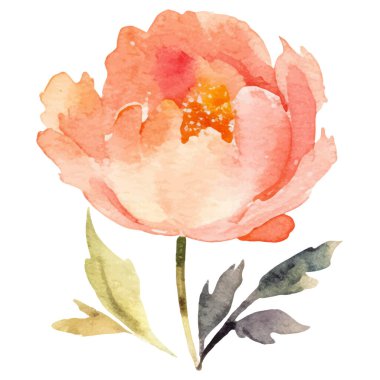 Suluboya şakayık çiçeği. El çizimi tasarım ögesi beyaz arkaplanda izole edildi.