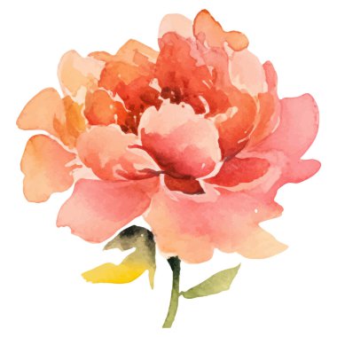 Suluboya şakayık çiçeği. El çizimi tasarım ögesi beyaz arkaplanda izole edildi.