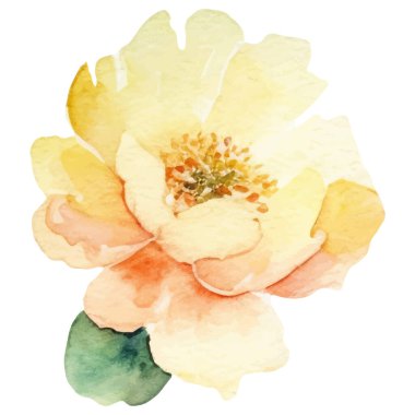 Watercolor painted peony flower. Hand drawn design element isolated on white background. clipart