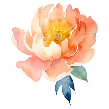 Suluboya şakayık çiçeği. El çizimi tasarım ögesi beyaz arkaplanda izole edildi.