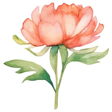 Suluboya şakayık çiçeği. El çizimi tasarım ögesi beyaz arkaplanda izole edildi.