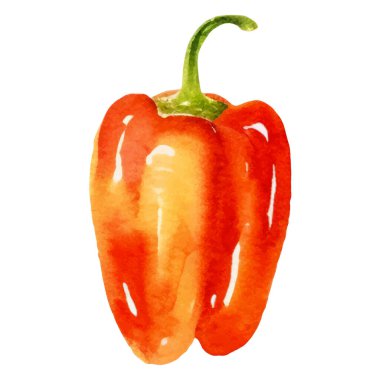 Suluboya boyalı biber. El çizimi taze gıda tasarım elementi beyaz arka planda izole.