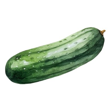 Suluboya boyalı salatalık. El çizimi taze gıda tasarım elementi beyaz arka planda izole.