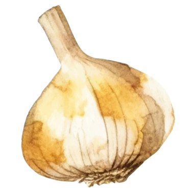 Sarımsak boyalı suluboya. El çizimi taze gıda tasarım elementi beyaz arka planda izole.