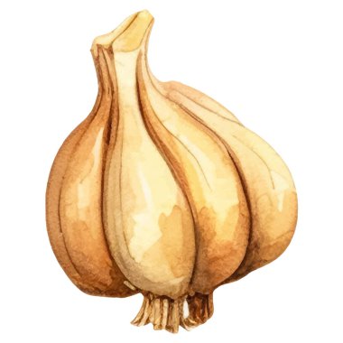 Sarımsak boyalı suluboya. El çizimi taze gıda tasarım elementi beyaz arka planda izole.