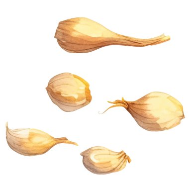Sarımsak boyalı suluboya. El çizimi taze gıda tasarım elementi beyaz arka planda izole.