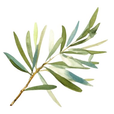 Suluboya zeytin dalı El beyaz arka planda izole edilmiş taze gıda tasarımı elementi çizdi
