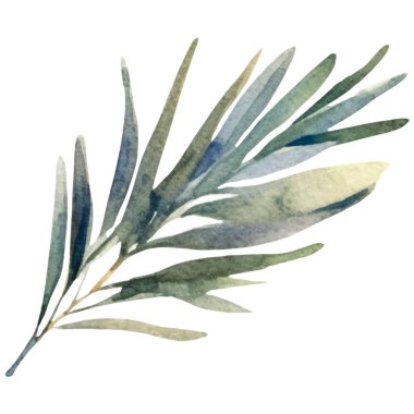 Suluboya zeytin dalı El beyaz arka planda izole edilmiş taze gıda tasarımı elementi çizdi