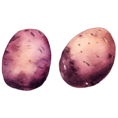 Suluboya patates. El çizimi taze gıda tasarım elementi beyaz arka planda izole.