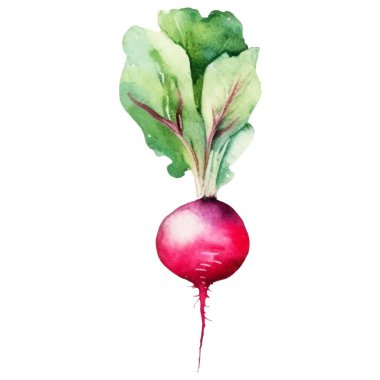 Suluboya boya turp. El çizimi taze gıda tasarım elementi beyaz arka planda izole.