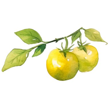 Domatesli kiraz boyalı suluboya. El çizimi taze gıda tasarım elementi beyaz arka planda izole.