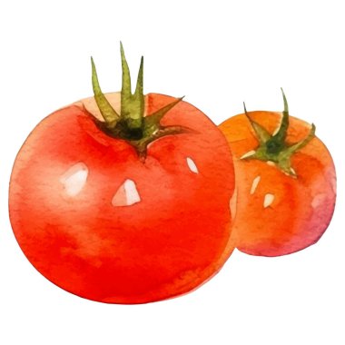 Domatesli kiraz boyalı suluboya. El çizimi taze gıda tasarım elementi beyaz arka planda izole.