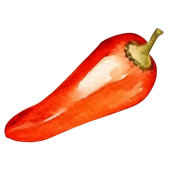 Kırmızı Biber Boyalı Suluboya Çizimi Taze Gıda Tasarım Elementi Beyaz — Stok Vektör