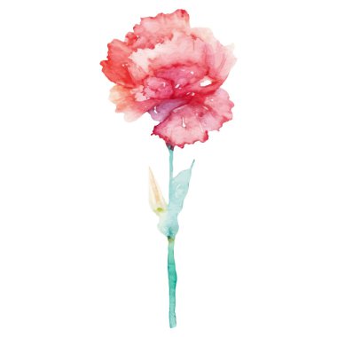 Karanfil çiçeği boyalı suluboya. El çizimi tasarım ögesi beyaz arkaplanda izole edildi.