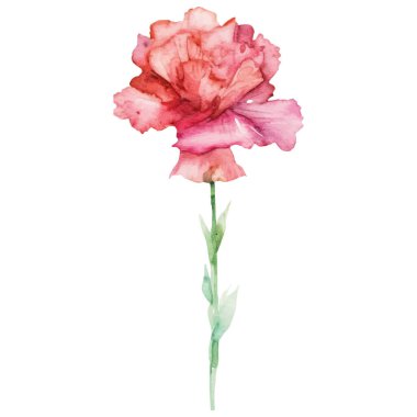 Karanfil çiçeği boyalı suluboya. El çizimi tasarım ögesi beyaz arkaplanda izole edildi.