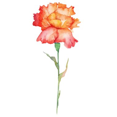 Karanfil çiçeği boyalı suluboya. El çizimi tasarım ögesi beyaz arkaplanda izole edildi.