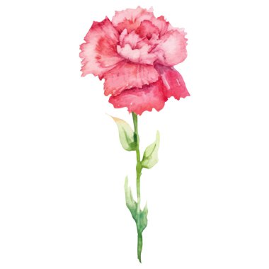 Karanfil çiçeği boyalı suluboya. El çizimi tasarım ögesi beyaz arkaplanda izole edildi.