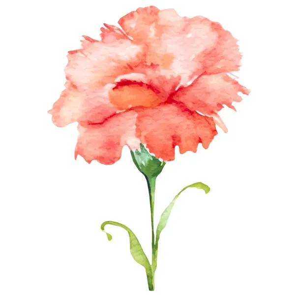 Watercolor Painted Carnation Flower Hand Drawn Design Element Isolated White — Stock Vector