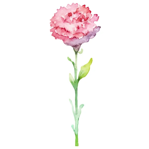 Karanfil Çiçeği Boyalı Suluboya Çizimi Tasarım Ögesi Beyaz Arkaplanda Izole — Stok Vektör