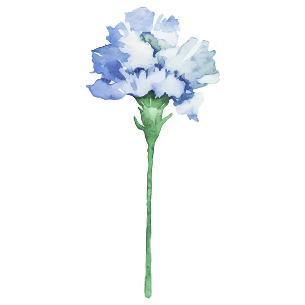 カーネーションの花を描いた水彩画 白い背景に隔離された手描きのデザイン要素 — ストックベクタ