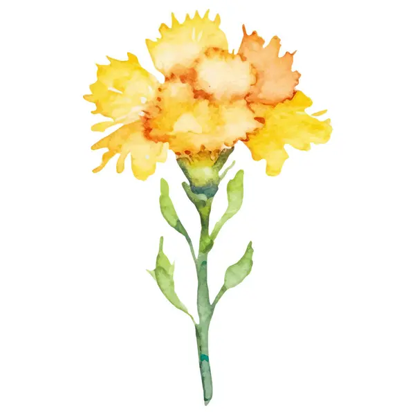 Karanfil Çiçeği Boyalı Suluboya Çizimi Tasarım Ögesi Beyaz Arkaplanda Izole — Stok Vektör