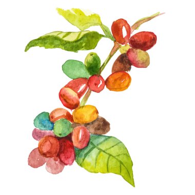 Suluboya kahve ağacı dalı. El çizimi tasarım ögesi beyaz arkaplanda izole edildi.