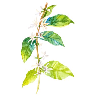 Suluboya kahve ağacı dalı. El çizimi tasarım ögesi beyaz arkaplanda izole edildi.