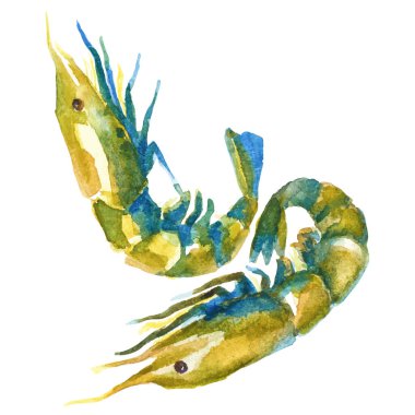 Suluboya boyalı karides. Beyaz arkaplanda el yapımı taze deniz ürünleri tasarımı elementi izole edildi.