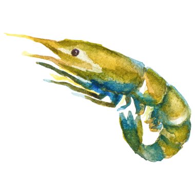 Suluboya boyalı karides. Beyaz arkaplanda el yapımı taze deniz ürünleri tasarımı elementi izole edildi.