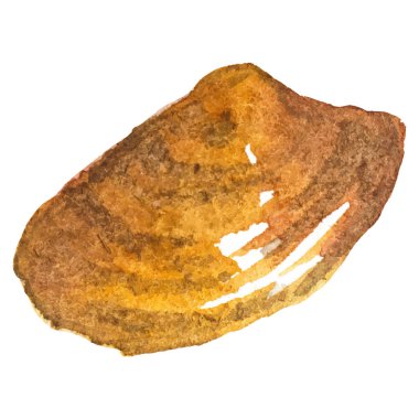 Deniz tarağı boyalı suluboya. Beyaz arkaplanda el yapımı taze deniz ürünleri tasarımı elementi izole edildi.