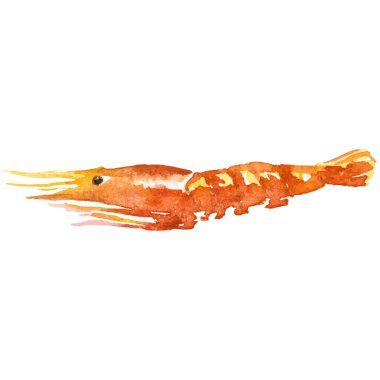Suluboya boyalı karides. Beyaz arkaplanda el yapımı taze deniz ürünleri tasarımı elementi izole edildi.