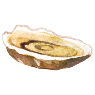 Suluboya boyalı istiridye. Beyaz arkaplanda el yapımı taze deniz ürünleri tasarımı elementi izole edildi.