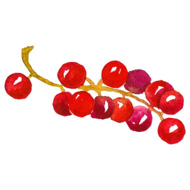 Kızılcık boyalı suluboya. El çizimi taze gıda tasarım elementi beyaz arka planda izole.