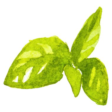 Fesleğen boyalı suluboya. El çizimi taze gıda tasarım elementi beyaz arka planda izole.