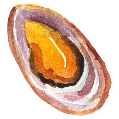 Suluboya midyeler. Beyaz arkaplanda el yapımı taze deniz ürünleri tasarımı elementi izole edildi.