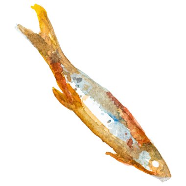 Kızarmış balık boyalı suluboya El beyaz arka planda izole edilmiş taze deniz ürünleri tasarımı elementi çizdi