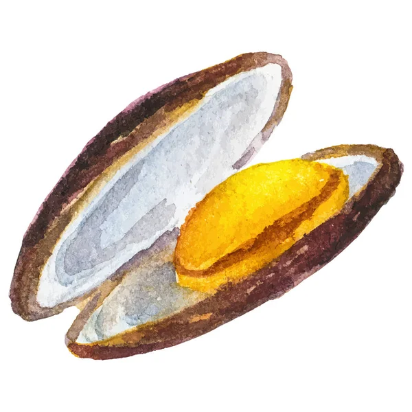 Υδατογραφία Βαμμένα Μύδια Χειροποίητο Στοιχείο Σχεδίασης Φρέσκων Θαλασσινών Λευκό Φόντο — Διανυσματικό Αρχείο