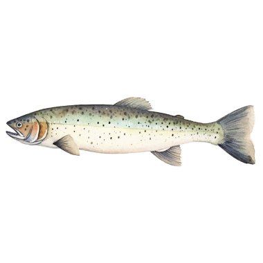 Suluboya boyalı somon balığı. Beyaz arkaplanda el yapımı taze deniz ürünleri tasarımı elementi izole edildi.