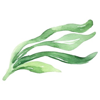 Suluboya deniz yosunu. Beyaz arkaplanda el yapımı taze deniz ürünleri tasarımı elementi izole edildi.