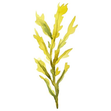 Suluboya deniz yosunu. Beyaz arkaplanda el yapımı taze deniz ürünleri tasarımı elementi izole edildi.