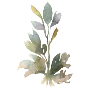 Vektör Suluboya çiçek çizimi. El çizimi çiçek tasarımı elementleri beyaz arkaplanda izole.