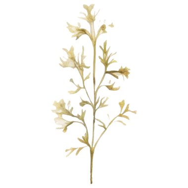 Vektör Suluboya çiçek çizimi. El çizimi çiçek tasarımı elementleri beyaz arkaplanda izole.