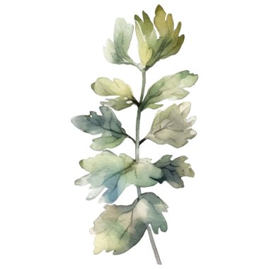 Vektör Suluboya çiçek çizimi. El çizimi çiçek tasarımı elementleri beyaz arkaplanda izole.