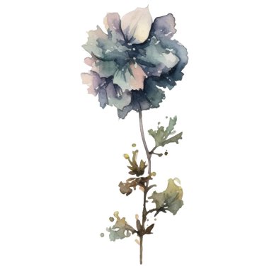 Vektör Suluboya çiçek çizimi. El çizimi çiçek tasarımı elementleri beyaz arkaplanda izole.