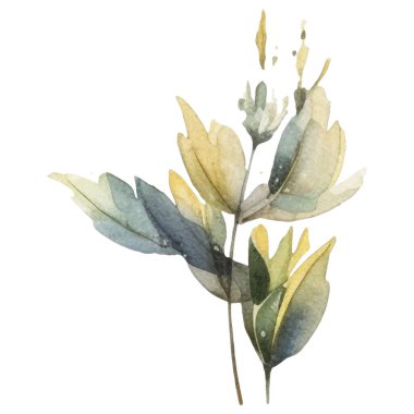 Vektör Suluboya çiçek çizimi. El çizimi çiçek tasarımı elementleri beyaz arkaplanda izole.